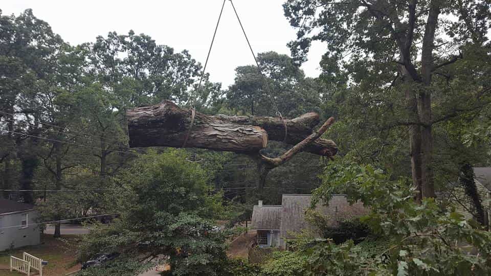 tree removal