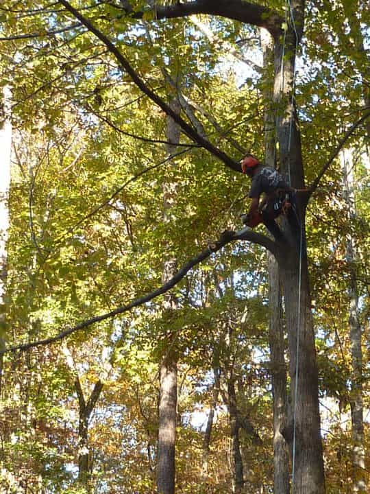 tree climber doing some cabling